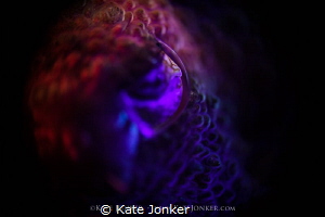 The Eye of the Beholder
Eye of a tiny cuttlefish, shot u... by Kate Jonker 